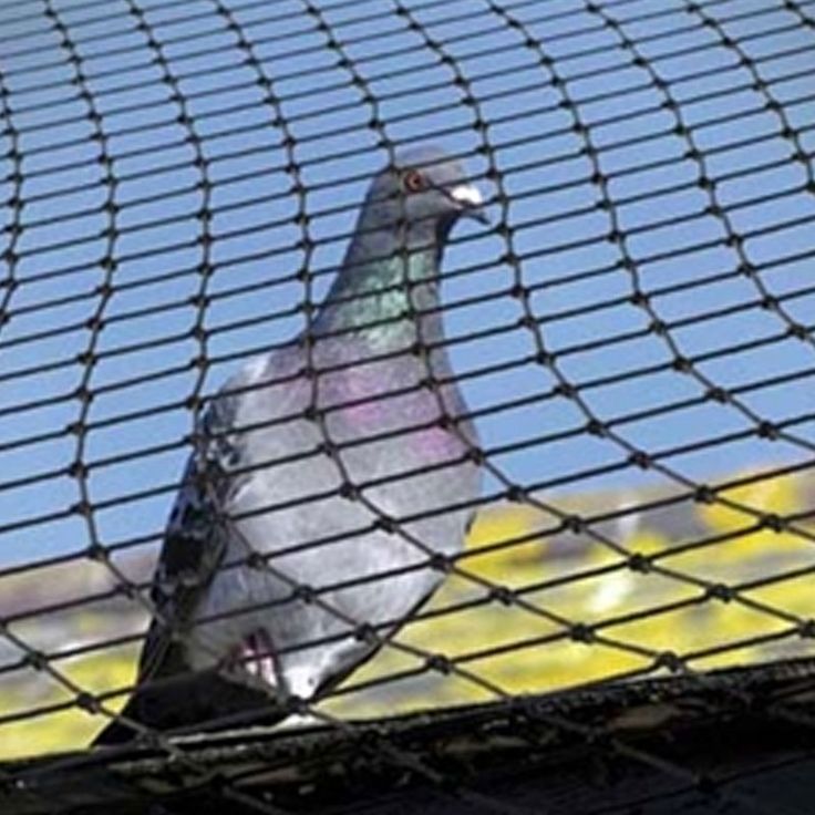Pigeon Safety Nets